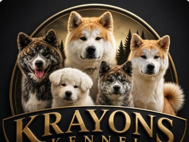 Akita inu · Dorotea · Krayon's kennel