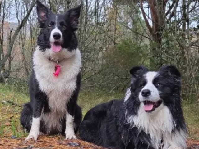 Border Collie · Hjørungavåg · Tor Atle Valderhaug