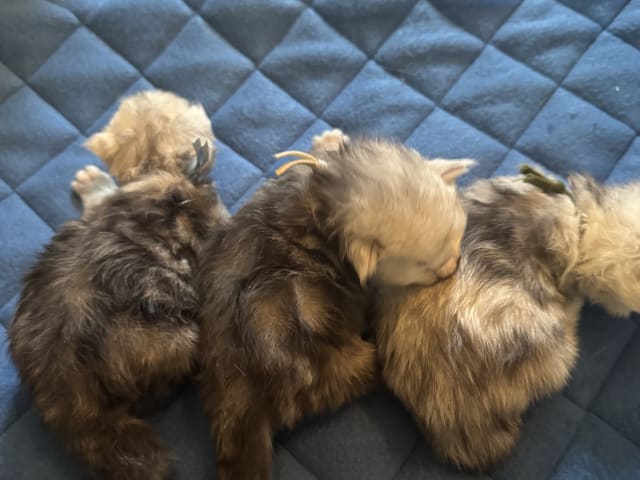 Maine Coon · Råholt · NO*Pusekatten