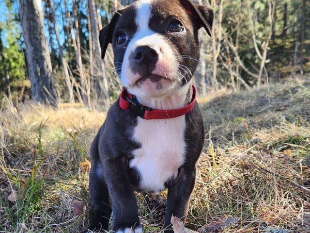 Staffordshire bull terrier