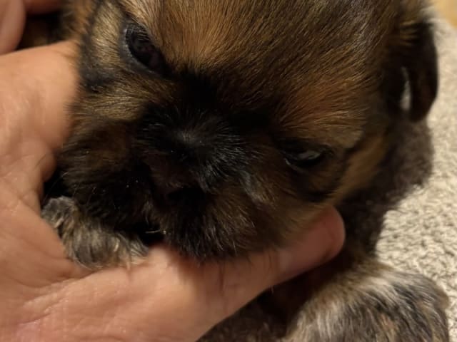 Shih Tzu · Greve · Helle-Sofia's