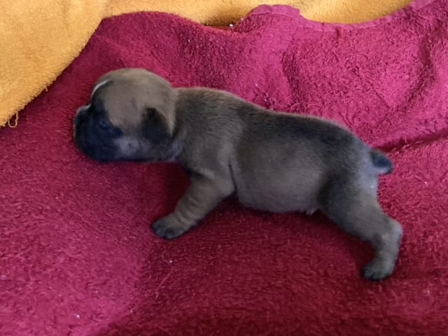 French Bulldog