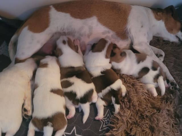 Danish Swedish Farmdog · Kværndrup · Heidi Andersen