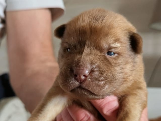 Shar Pei