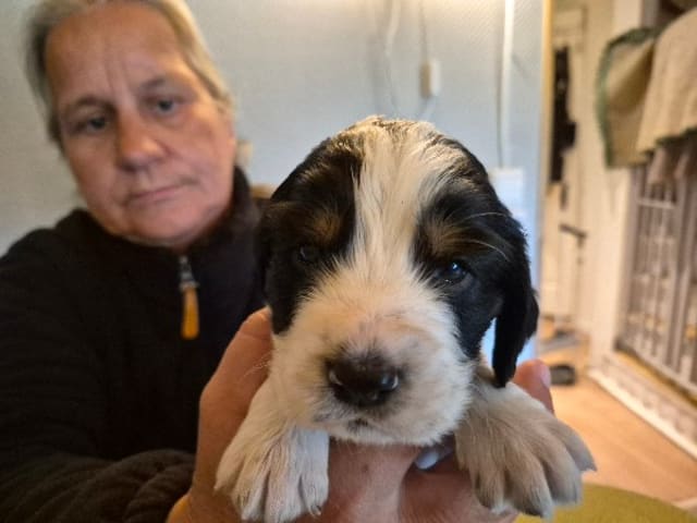 English Springer Spaniel · Hallstavik · Belgarbo's