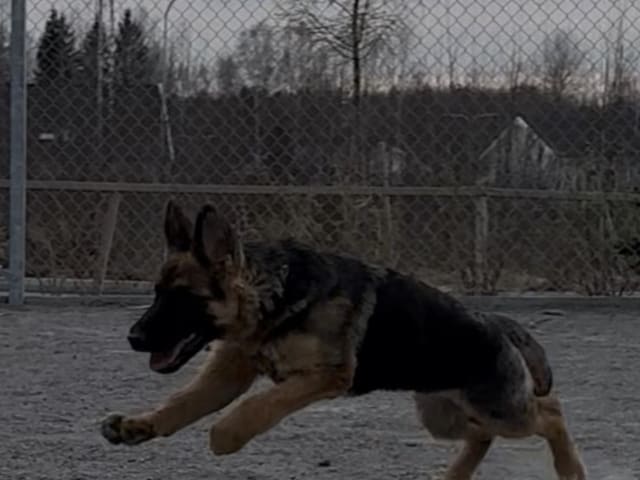 German Shepherd Dog