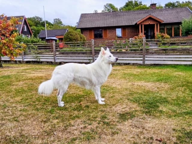Danish Spitz