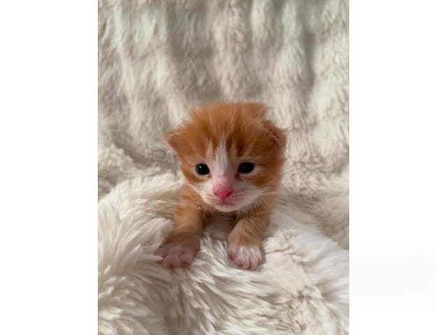 Sibirisk katt · Borlänge · SnowKitten