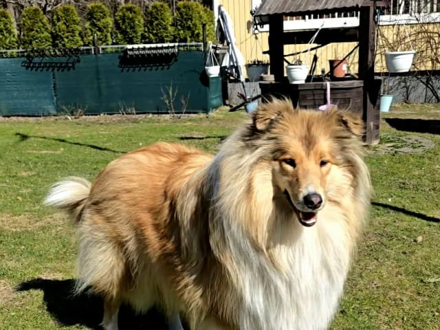 Collie