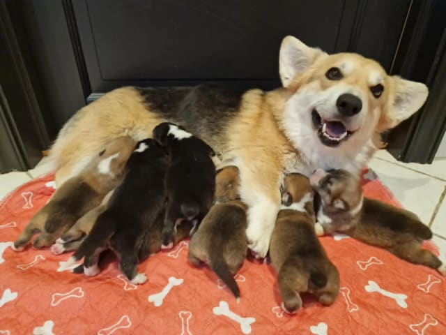Welsh corgi pembroke · Ramnes · Milkcreek