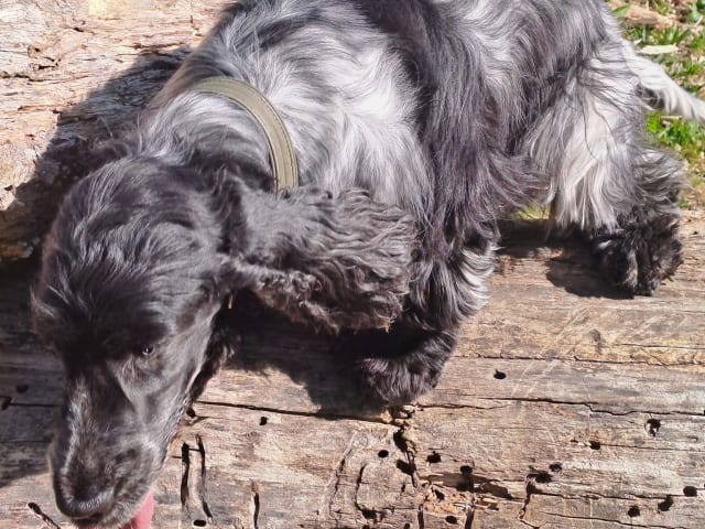 Cocker Spaniel