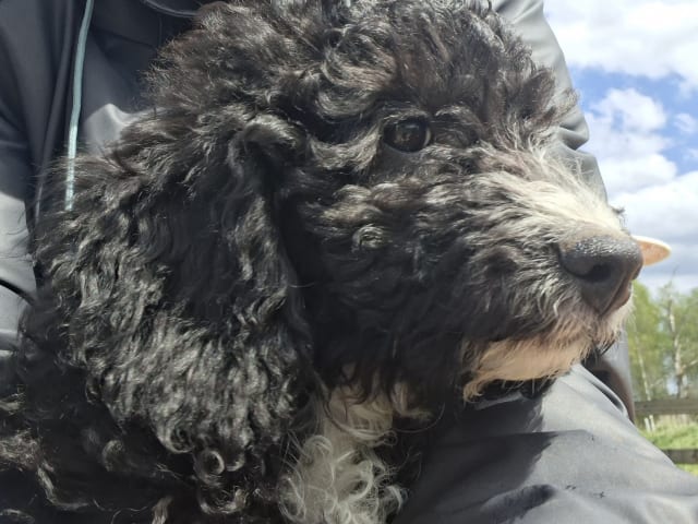 Bernedoodle