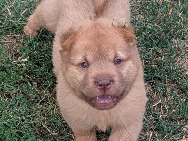 Shar Pei