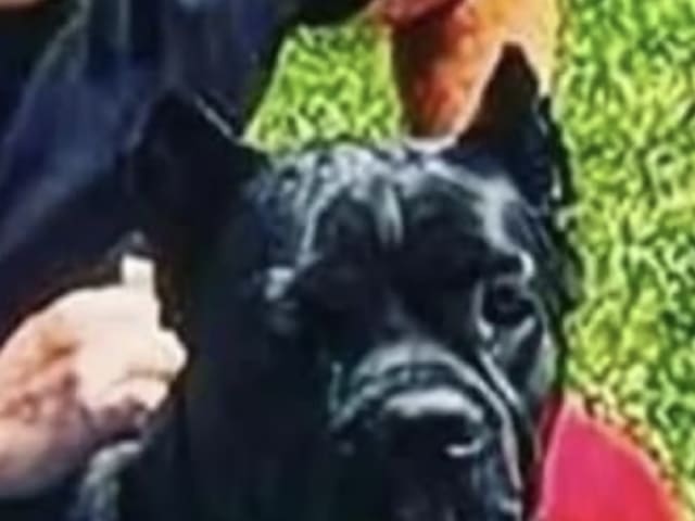 Cane Corso