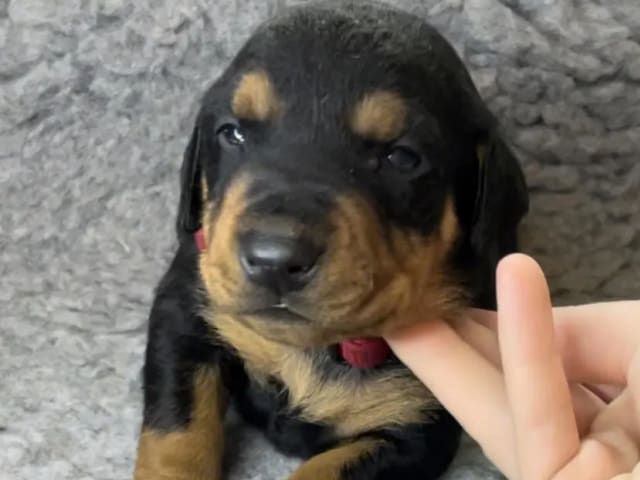 Pinscher · Kjeller · Akstaria