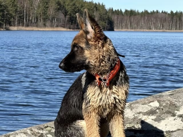 German Shepherd Dog