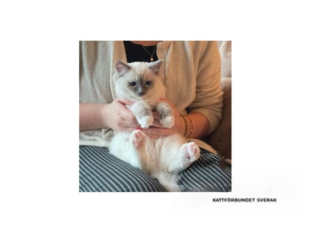 Ragdoll · Saltsjö-Boo · SE*Whitediamondfamily