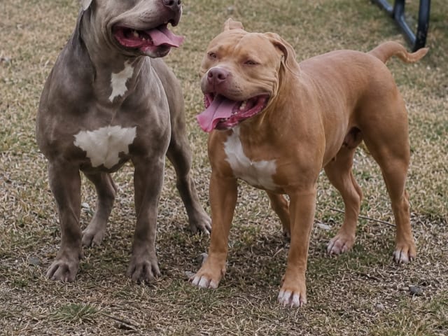 American Bully · Torshälla · Emelie R.