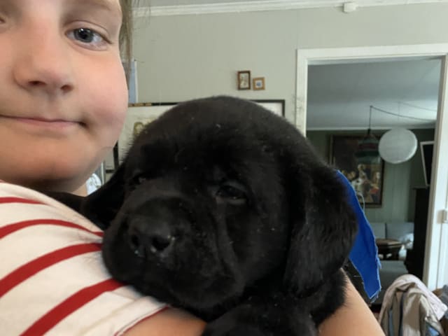 Labrador Retriever · Svorkmo · Lyonette