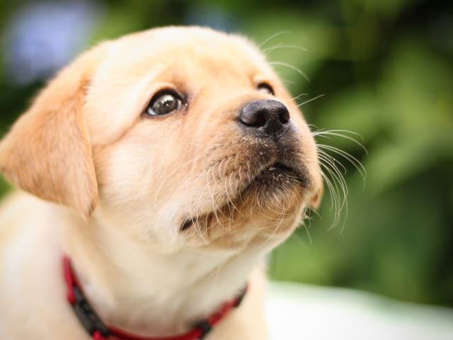 Labrador Retriever · Svärtinge · Blankgölens kennel