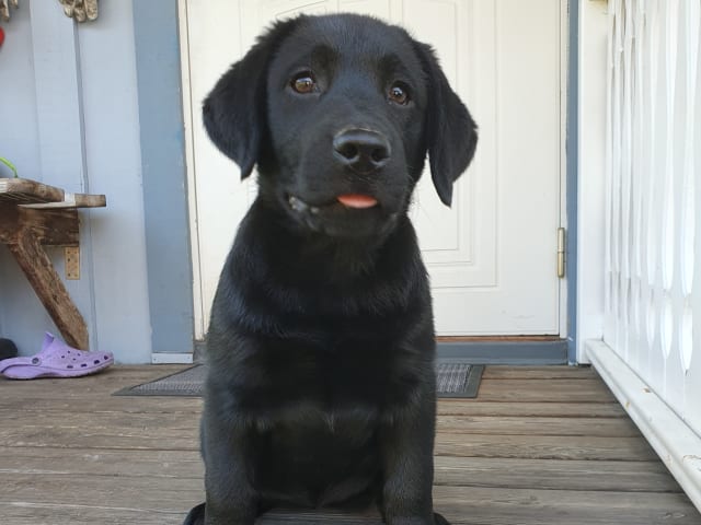 Labrador retriever · Karlstad · Emilia Magnusson