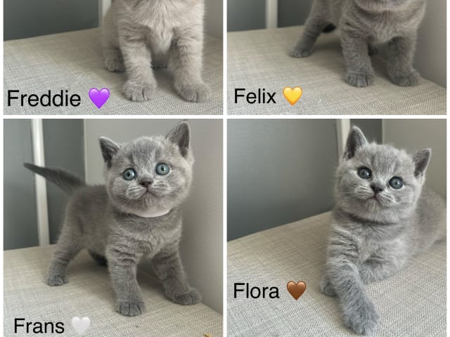 British Shorthair