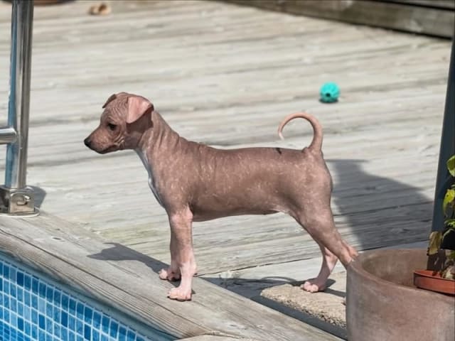 American Hairless Terrier