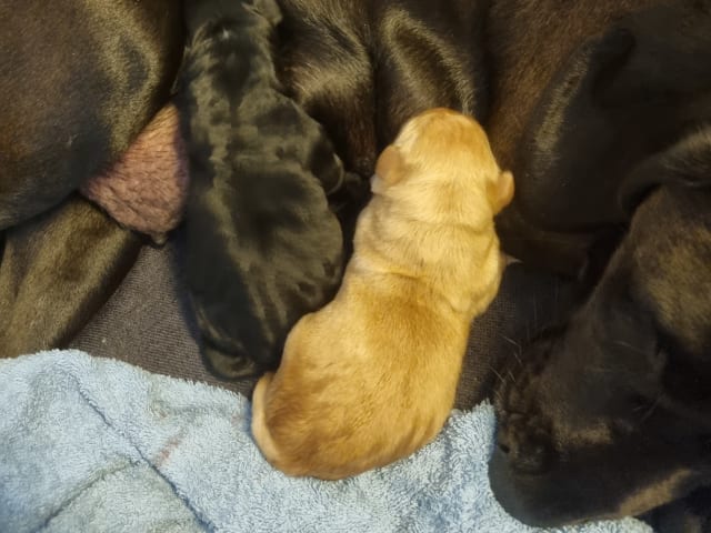 Labrador · Klippan · Pontus P.
