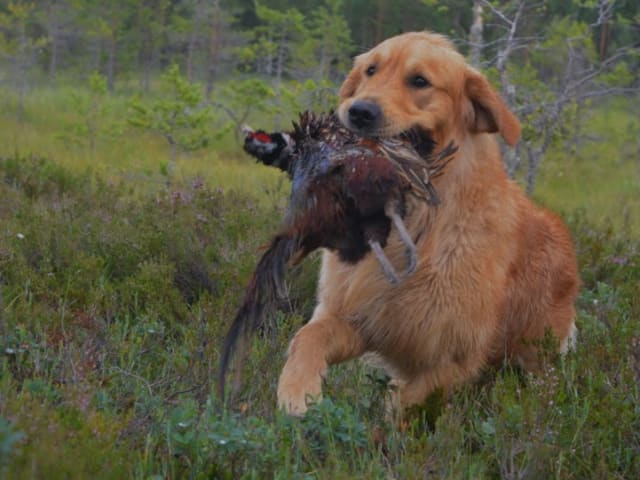 Golden retriever · Falun · Bou'dabor