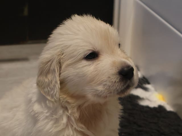 Golden Retriever · Tjällmo · Ekbergarn’s  kennel