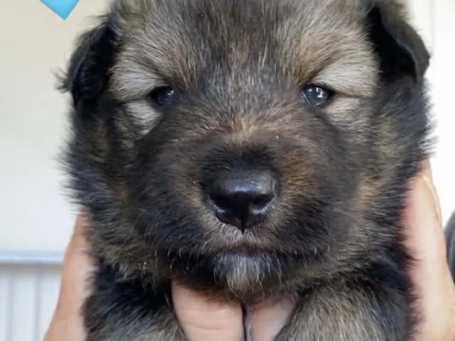 Finsk lapphund