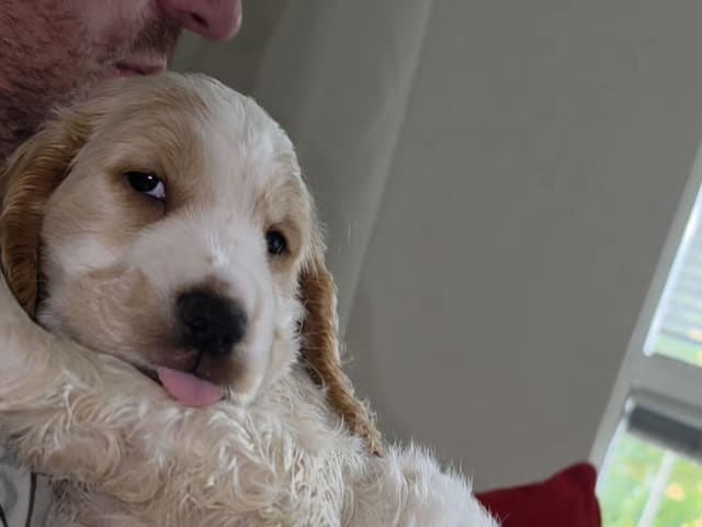 Cocker Spaniel · Södertälje · Savanah B.