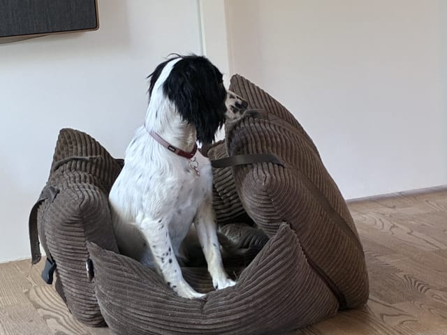 Cocker spaniel · Silkeborg · Casper B.