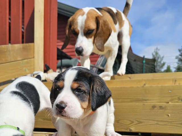 Halden Hound (Haldenstøver)