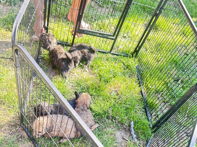 Shih-poo · Holstebro · Linette N.
