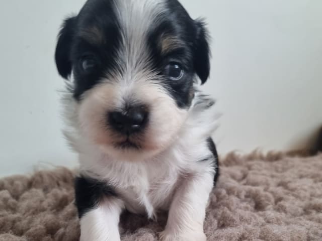 Bichon havanais