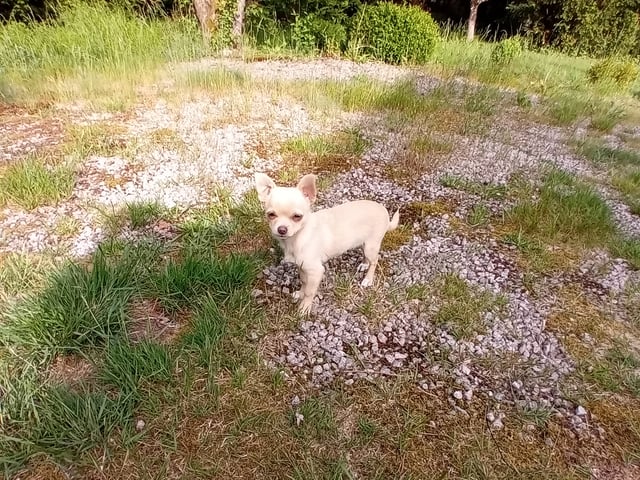 Blandras Pomchi