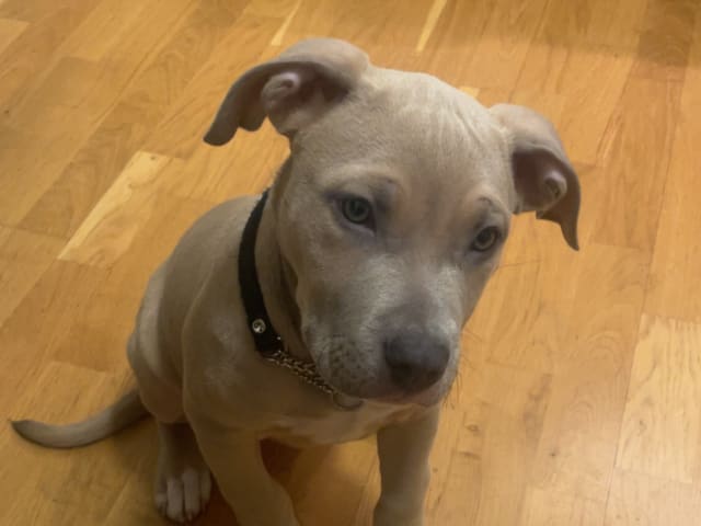 American Staffordshire Terrier