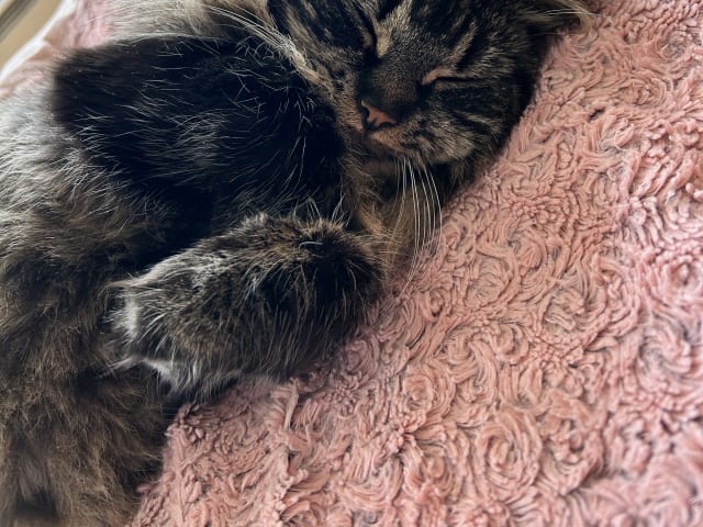 Norwegian Forest