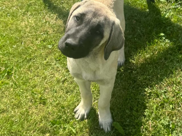Kangal Shepherd Dog · Skurup · Lindbyhill