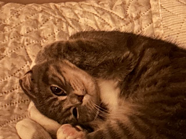 Scottish Fold