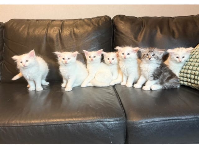 Norwegian Forest · Torslanda · S*Kronängens
