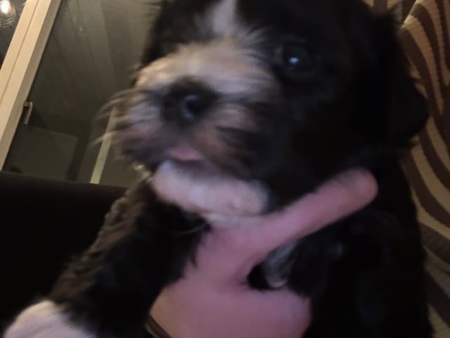 Bichon havanais · Herning · Line Madum Hansen