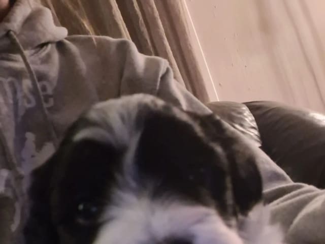 Havanese · Andebu · Susann Cerin Villandseie