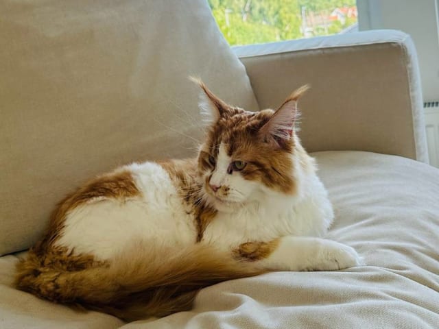 Maine Coon · Västra Frölunda · Jesper M.