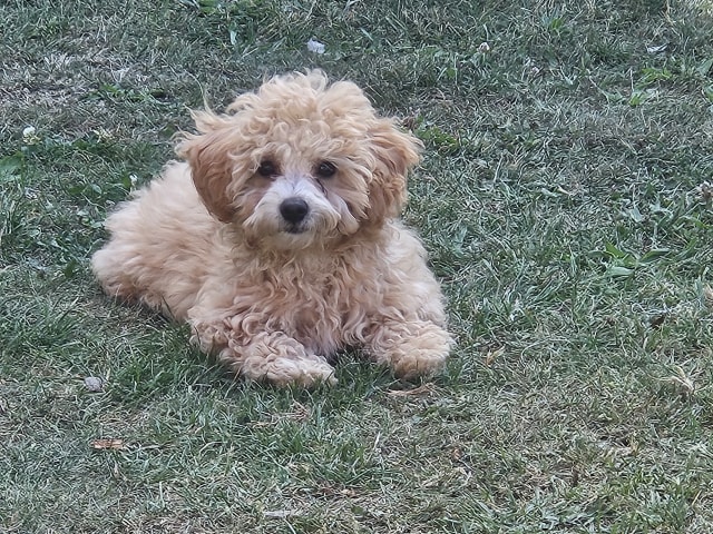 Blandras Dvärg pudel/ Bichon Havanais · Höör · Carola J.