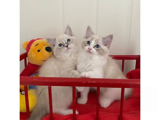 Ragdoll · Svalöv · SE*Lovella’s
