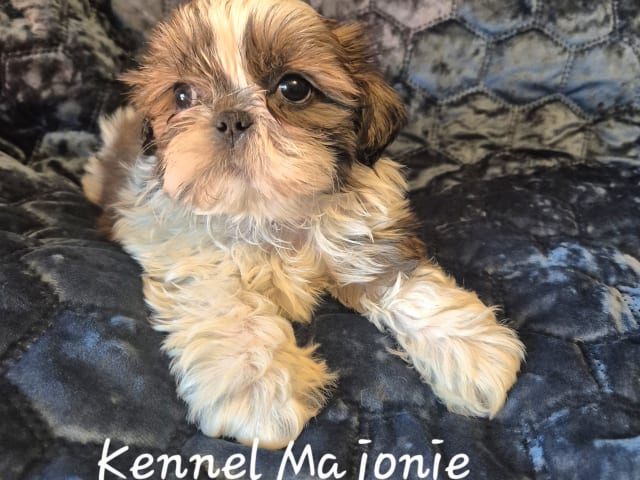 Shih Tzu