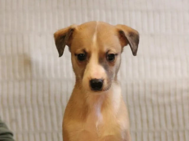 Whippet