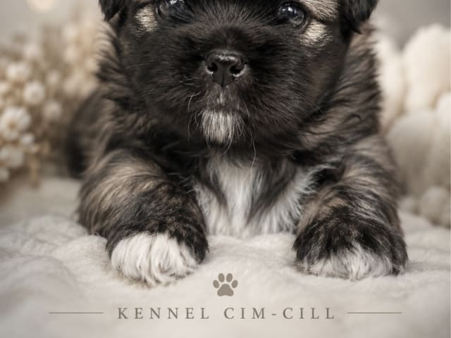 Tibetan Spaniel
